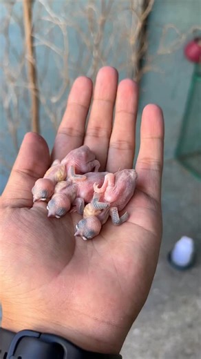 Birds lover on Instagram: "Java finch chicks"