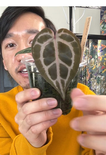 Exploring Stunning Anthuriums: Varieties and Care Tips