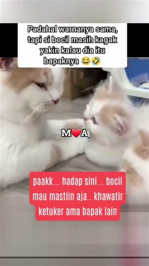 Are you my dad, or not?🐱