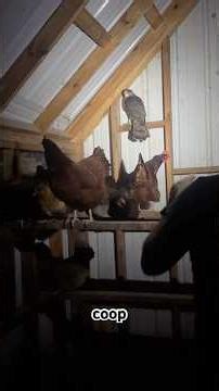 HAWK ATTACK. #chicken #attack #backyardchickens #surprise #farmlife