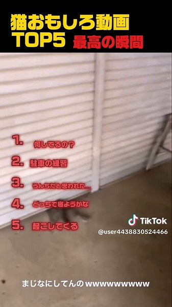 猫おもしろ動画TOP5！笑えるシーン集