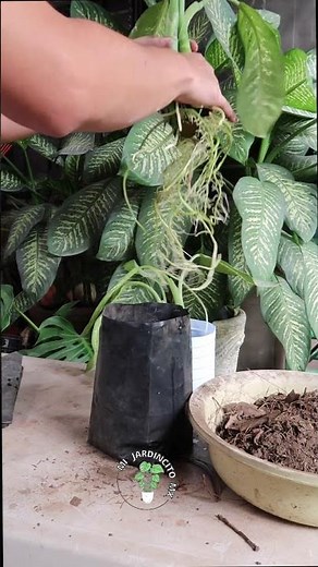 AMOENA a plant that reproduces very easily