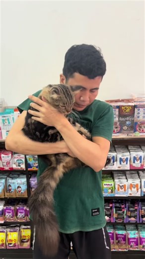 Adopsi Kucing Persia: Perawatan dan Kebahagiaan