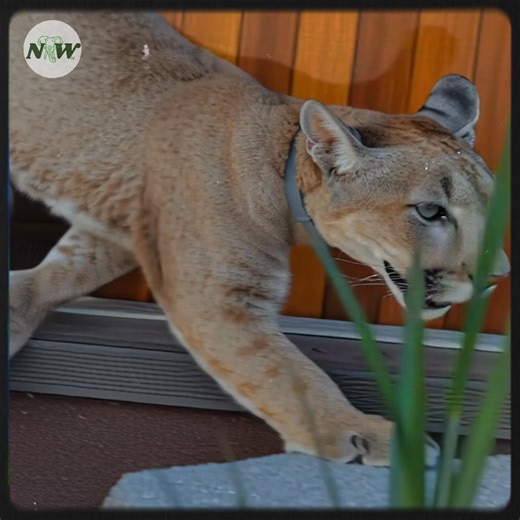 23K views · 3K reactions | Meet Messi: The Puma Who Became a Family Member—[Full story in cᴑmments] | Nature and Wildlife TV | Facebook