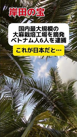 [Kishida's Treasure] The largest in Japan