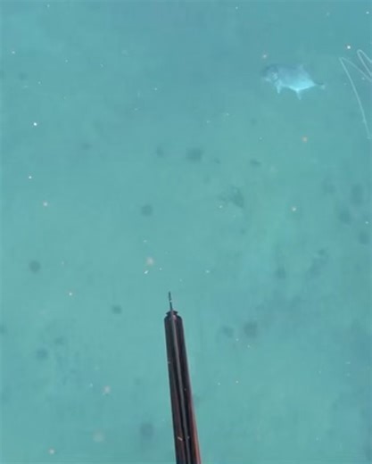 108K views · 395 reactions | Spearchannel on Reels | Facebook