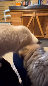 🥰🤣😂🙈 All I can say is ya gotta watch to the end. Too funny! | Rocky Creek Farm Toy & Mini Aussies
