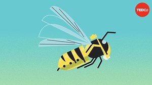 Licking bees and pulping trees: The reign of a wasp queen