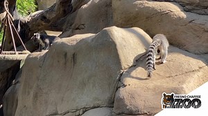 1.2K views · 58 reactions | Lemurs are stinkers, not fighters! Did you know male ring-tailed lemurs drag their tails through scent glands that produce a smelly substance and throw pungency at each other to settle a dispute? This behavior is called "stink fighting" and the smelliest male wins. Sure smells—err, sounds—like a pretty effective way to settle a dispute! #WorldLemurFestival #WorldLemurDay | Fresno Chaffee Zoo | Facebook