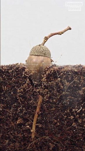 🌳Oak Tree from Acorn 🪵 Time Lapse