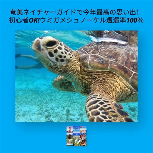 奄美ネイチャーガイドウミガメシュノーケル広告