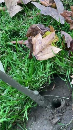 What a Failed Drain Field Looks Like