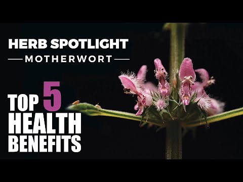 TOP 5 BENEFITS OF MOTHERWORT - HERB SPOTLIGHT