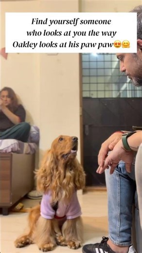 He loves his paw paw TOO much 🥹 #golden #cockerspaniellove