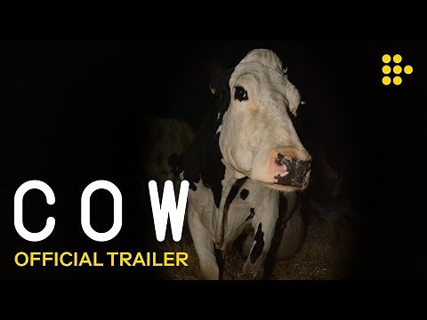 COW | Official Trailer #2 | Now Showing Exclusively on MUBI