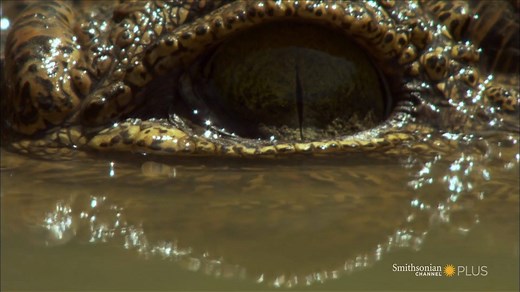 Astounding Facts about Crocodile Eyes