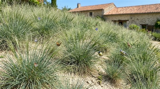 Vous avez un sol pauvre et sec ? cette graminée couvre-sol y prospère sans arrosage et attire les pollinisateurs