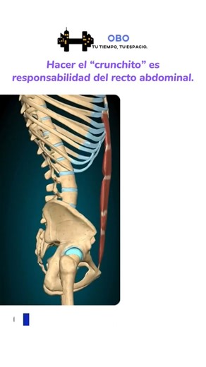 ANATOMIA CRUNCH RECTO ABDOMINAL