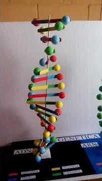 Maqueta ADN
