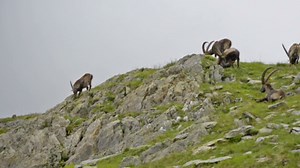 Íbice alpino: imágenes aéreas de cabras montesas ágiles en los Alpes franceses