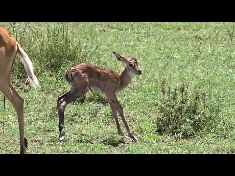 Baby Impala First Steps