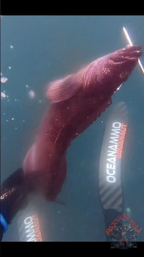 #fish #cooking #seafood #fishing #food Sonoma coast lingcod. Fish n chips catch and cook!