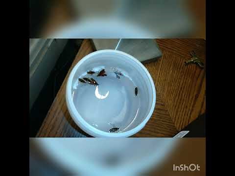 Box Elder Beatle trap
