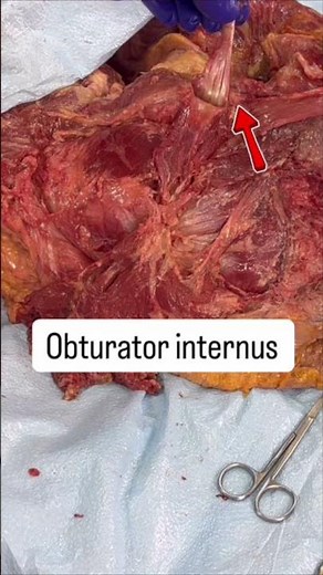 MUST SEE! The hip muscles as you've never seen them