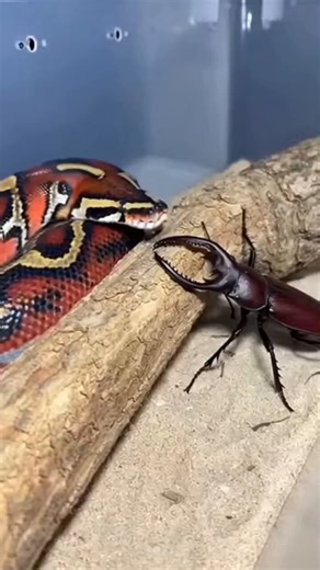 https://t.co/UN6m5wuY2X A Blood Python stretches its body to the absolute limit, consuming a creature far larger than itself like a true titan slayer