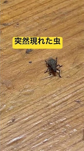 変な虫 #昆虫 #ログハウス
