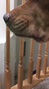 Watch Mikey, he likes it on Amazon Live