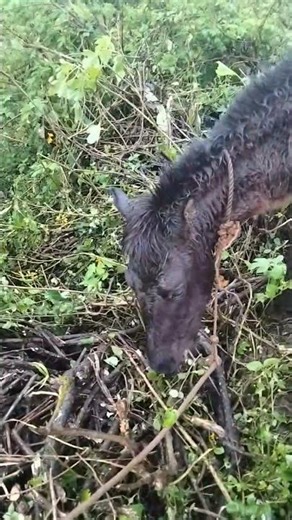 Horse Eating at the Mountain #horse #youtubeshorts #eating