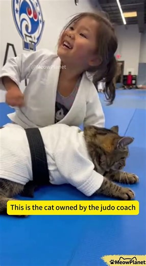 Cat Joke Series 23: Judo Coach’s Cat Wears Gi—Beats Little Girl After She Took the Lead! 🐱🥋 #JudoCat