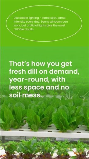 Why sunlight is confusing your hydroponic dill 🌱