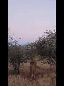 4.6K views · 163 reactions | A very good morning from Erindi Private Game Reserve! For best results make sure to watch with the sound up  Thank you to our field guide, Francois du Plessis, for the capture. | Erindi Private Game Reserve | Facebook