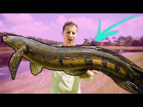 CATCHING the WORLD’S FASTEST Freshwater FISH!!