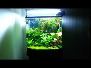 Aqua One 620T Fresh Water Planted Tank.