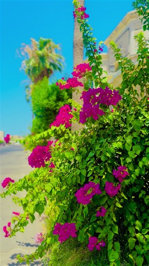 Best Flower Videos for FYP: Short Floral Clips to Brighten Your Feed