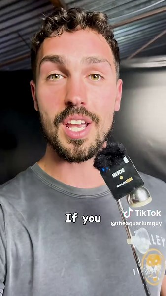 Guppies: The Essential Breed for Fish Enthusiasts