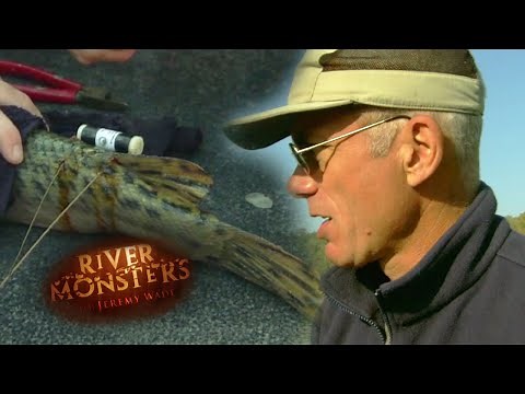 Tagging A Texan Alligator Gar | ALLIGATOR GAR | River Monsters