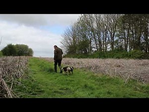 How to Teach A Spaniel to Heel the Easy Way...