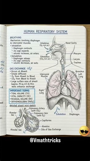 life process all diagrams 📚📝#students #diagram #exampreparation #science #cbseboard #ncertboard #exa