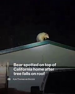 A Northern California man spotted a bear on top of his home after he says a tree fell on the roof as strong winds hit the area. The man says the bear was in the tree when it fell over. https://abcn.ws/3XrihaO | ABC News