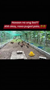 Praise the Lord..Darag native chicken is an indigenous chicken breed from Western Visayas, Philippines, especially Iloilo and Panay Island.**Key characteristics:✅Hardy and well-adapted to local conditions ✅Known for flavorful meat and good market value ✅Slow-growing but disease-resistant✅Suitable for free-range and organic farming systems. #departmeofagriculturecentralluzon #ATICentralLuzon #sweetshorghum #followersreelsfypシ゚viralシfypシ゚viralシalシ #fypシ゚viralシfypシ゚ #followerseveryone #fypシ #TopFan