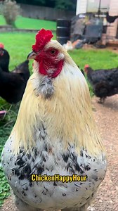 24K views · 3.9K reactions | Brian, Bryan! Frankie calls!  #brian #bryan #rooster #memesdaily #chickens #chickensofinstagram #chickenhappyhour Audio borariechorar  | Chicken Happy Hour | Facebook