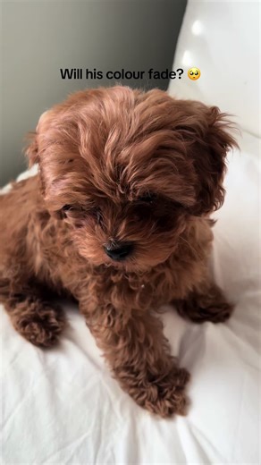 Will My Cavapoo's Color Fade?