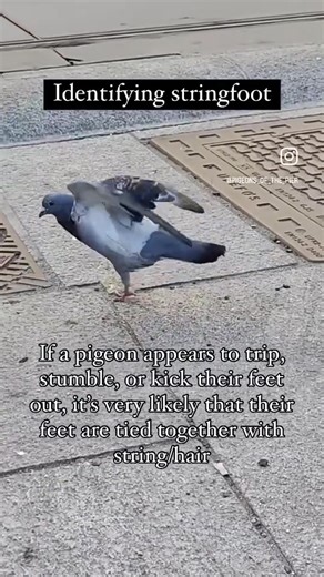 Stringfoot is often responsible for: 1. Pigeons with missing toes/feet 2. Limping (even slight limps) in many cases 3. Swollen, discolored, or deformed looking feet Now, I’ll talk more about identifying stringfoot from a pigeon’s body language. These great videos by @pigeonrescue_oslo and @lynn.jansen show the way many pigeons move when they have string, hair, or other fibers wrapped around their feet. If you see a pigeon who appears to trip, skip, stumble, lift their feet high, or kick them out