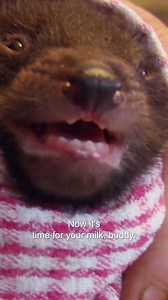 Feeding the cutest baby Tasmanian devil 🥹 #tasmaniandevil #untamed #timfaulkner #reptilepark | Untamed