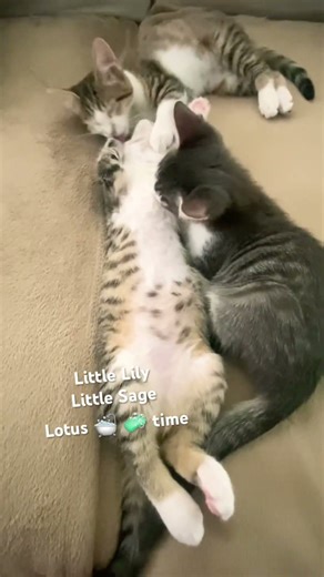 Cat bath #kitten #kitten #cutecat #catbath #bathtime #purrfect