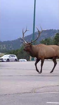 Massive Bull Elk Bugling in Estes Park | Elk Rut Action